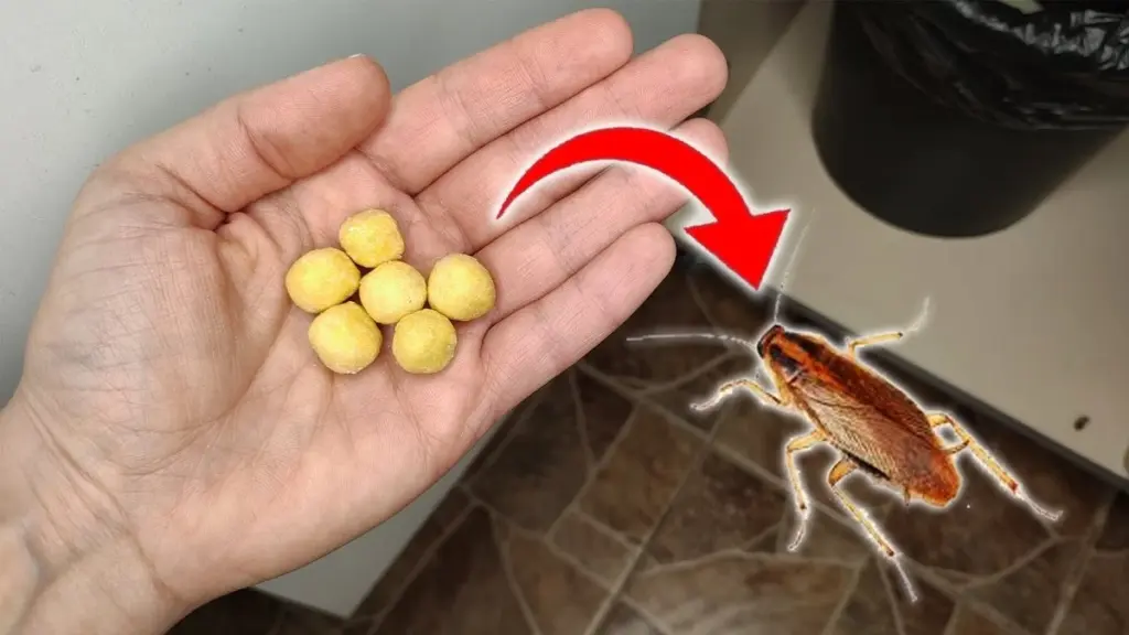 3 olores caseros que eliminan las cucarachas sin químicos ni ruidos