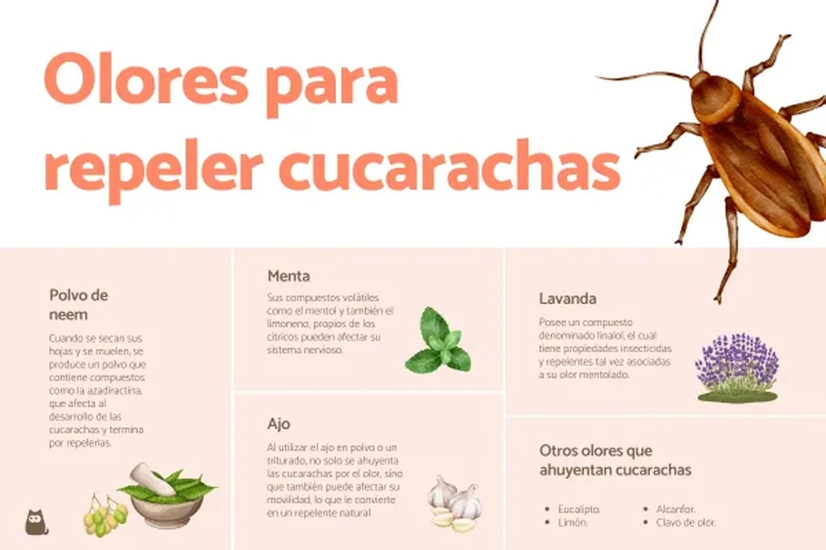 3 olores caseros que eliminan las cucarachas sin químicos ni ruidos - image 1