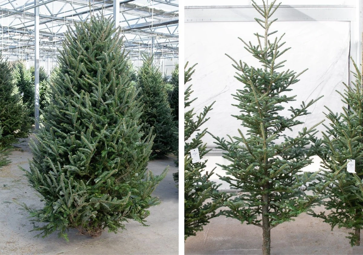 5 trucos infalibles para que tu árbol de Navidad se mantenga fresco por más tiempo - image 1