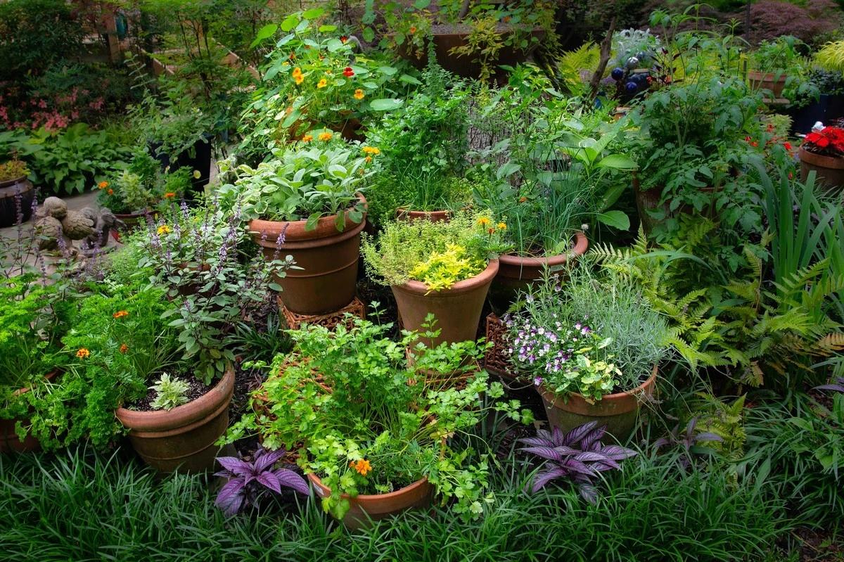 7 plantas aromáticas que ya puedes plantar para cosechar durante años (¡y sin gastar un euro!) - image 1