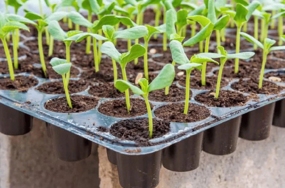 Adelanta tu huerto: siembra estas verduras antes de que llegue la primavera - image 1