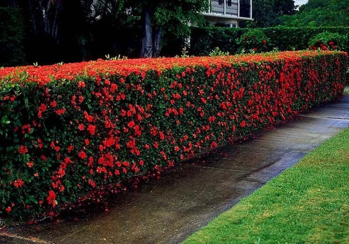 Adiós a la poda: Las cercas perfectas para quienes aman el jardín, pero odian las tareas - image 1