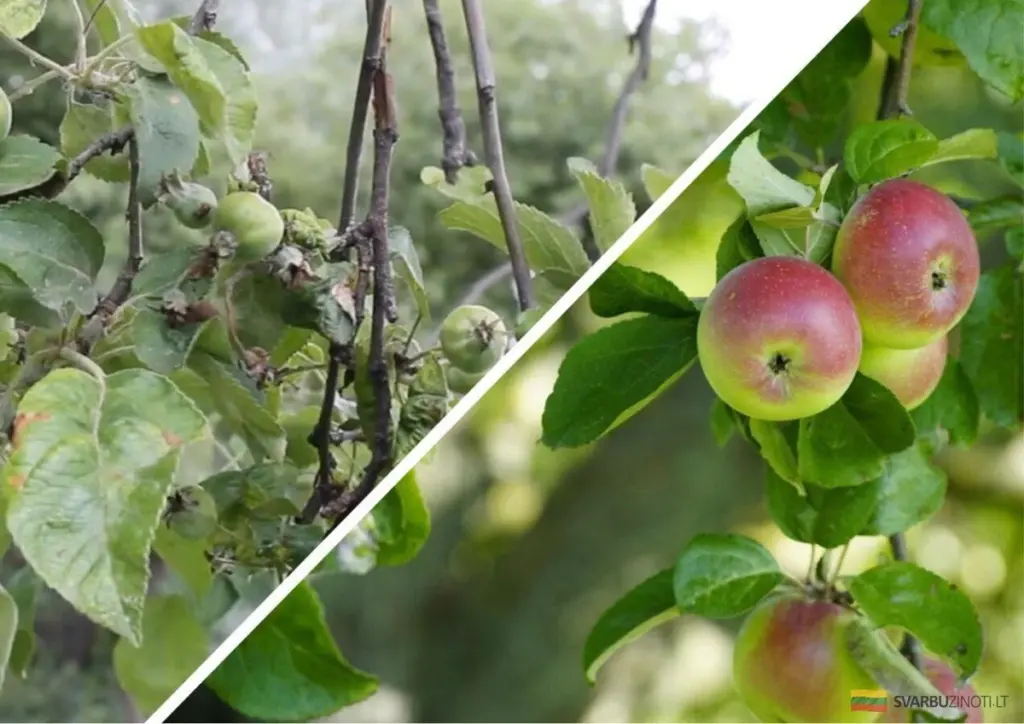 Antiguo truco del abuelo para eliminar la sarna del manzano: un método que quema la enfermedad sin dañar los árboles