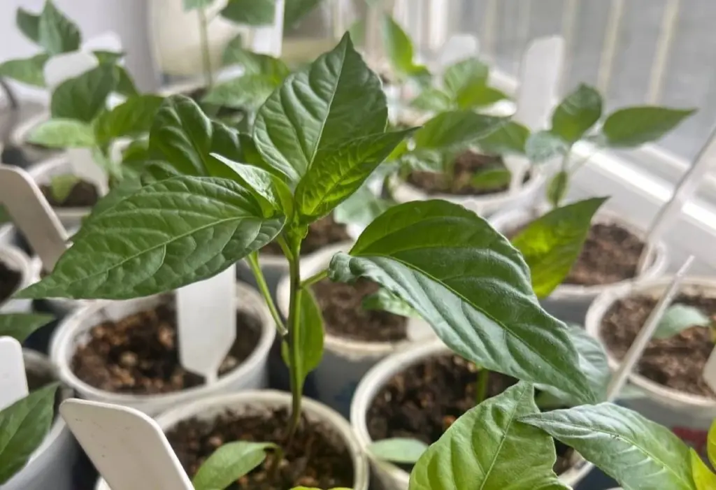 Calendario Lunar 2026: Las Fechas Clave Para Sembrar Pimientos y Triplicar Tu Cosecha