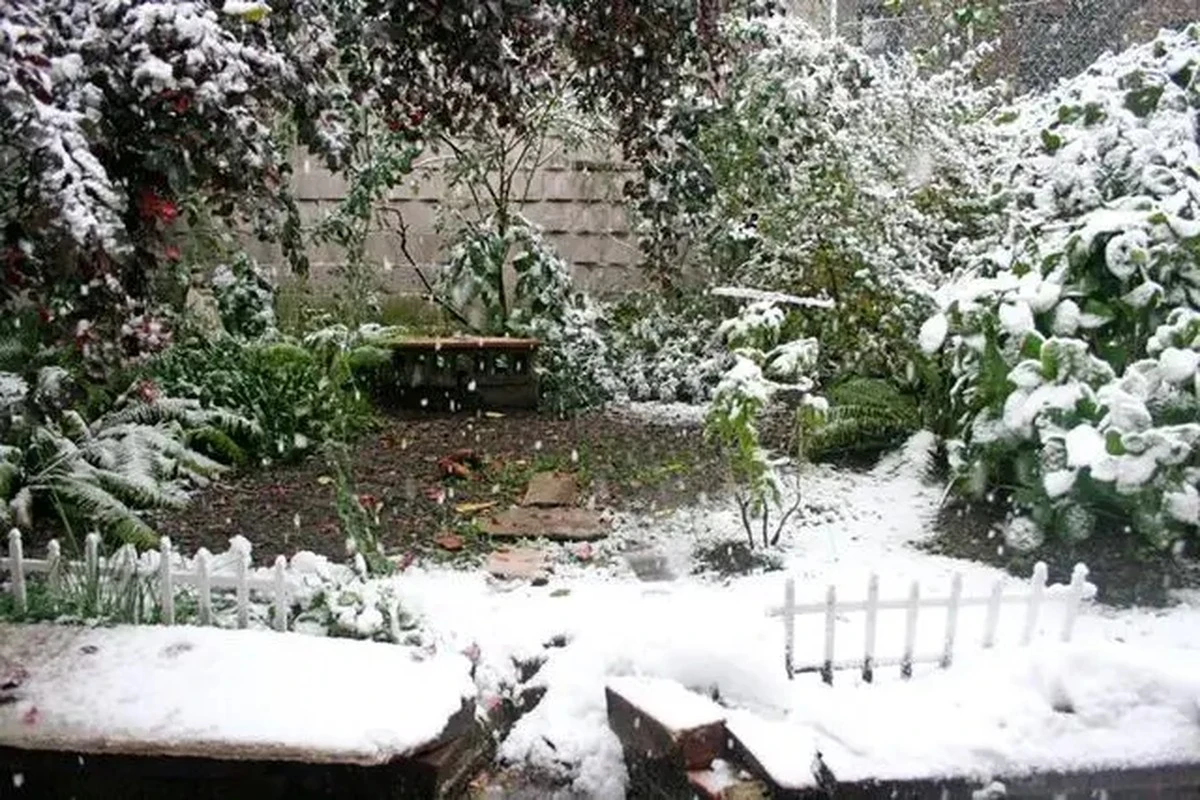 Convierte 20€ en un huerto productivo en pleno invierno: la guía definitiva - image 1