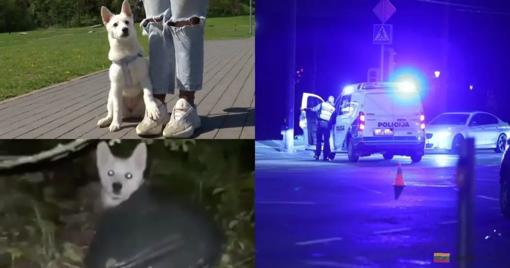 Descubren a una perra atada con ladrillo y metida en bolsas: la conmovedora historia de Nora