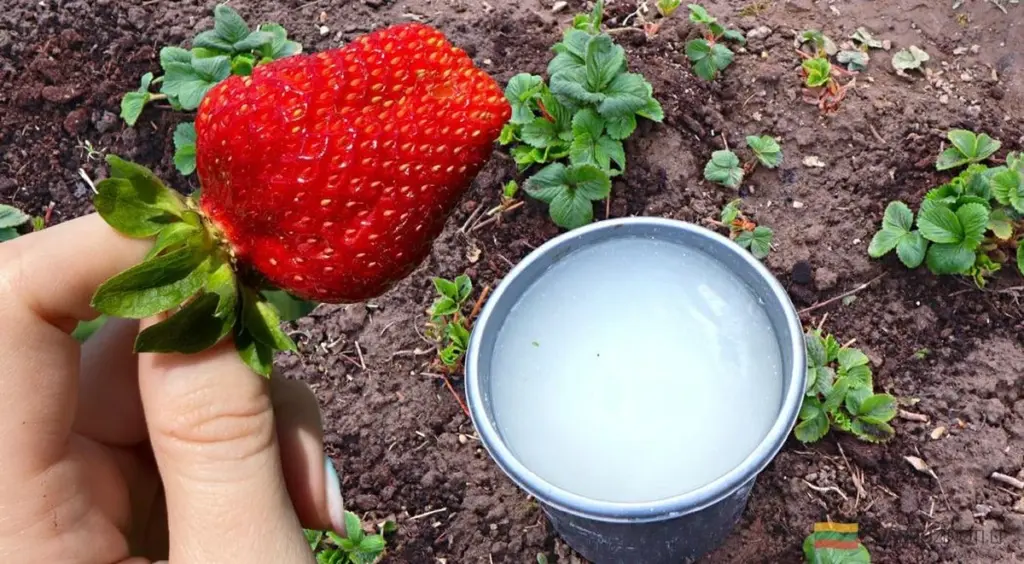 El secreto de jardineros expertos para fresas enormes y dulces este año