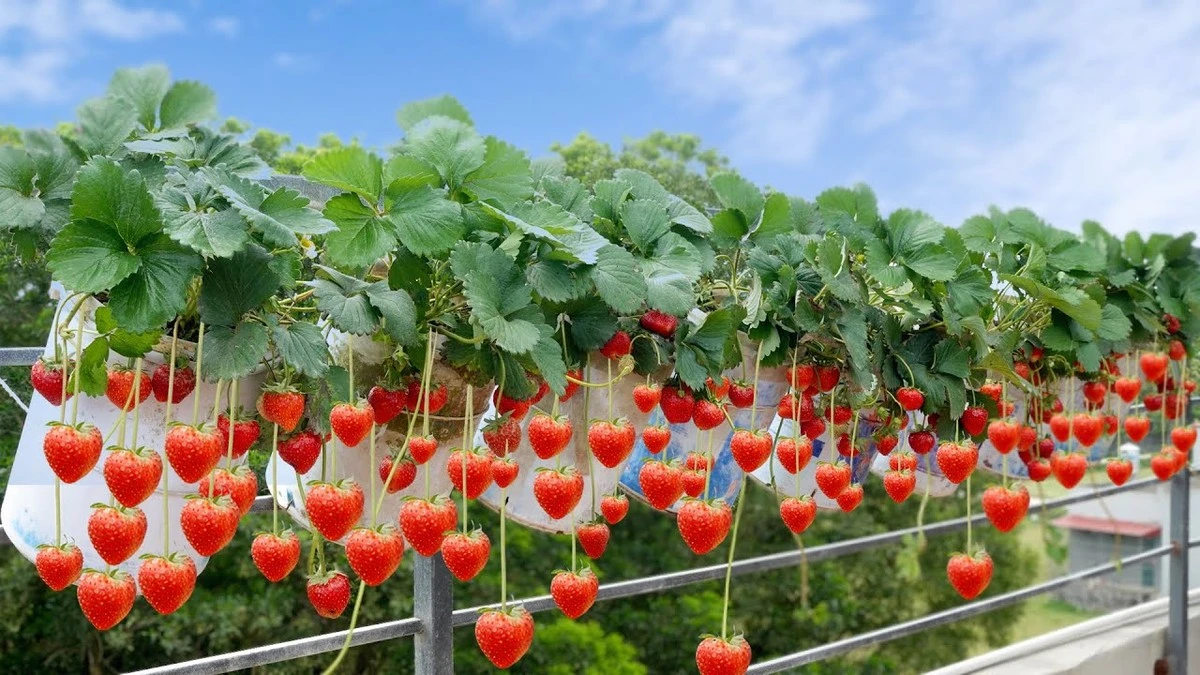 El secreto de jardineros expertos para fresas enormes y dulces este año - image 1