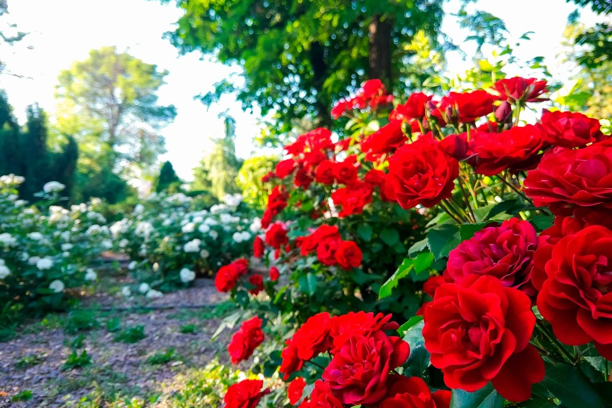 El secreto de las rosas espectaculares: Este fertilizante casero las hará florecer todo el verano - image 1