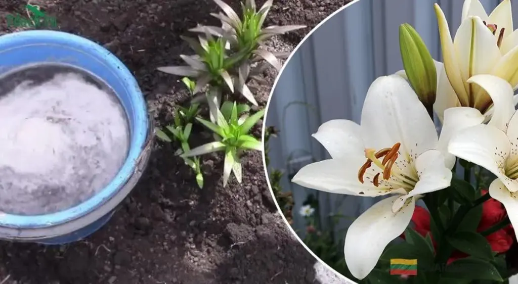 El secreto de los jardineros para flores enormes: qué aman las azucenas y pocos saben