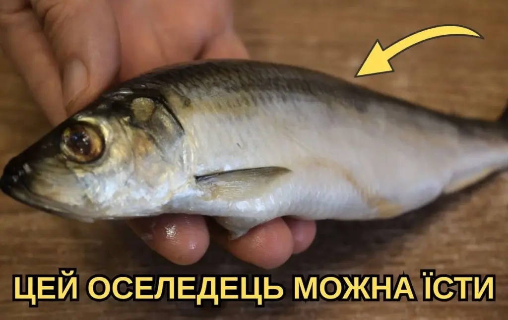 El secreto que los vendedores de pescado no quieren que sepas: así ves si un arenque está bueno con solo una mirada