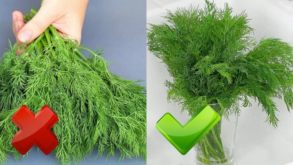 El truco de los chefs para mantener el perejil y el eneldo frescos por semanas