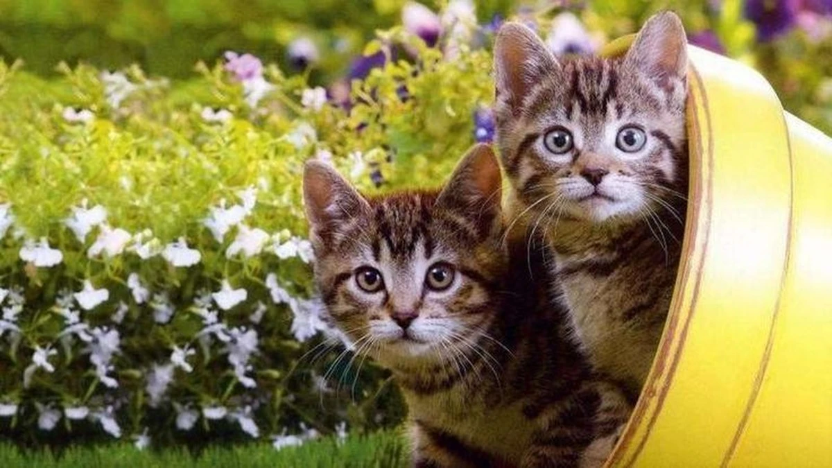 El truco inesperado para ahuyentar a los gatos del vecino sin dañarlos - image 1