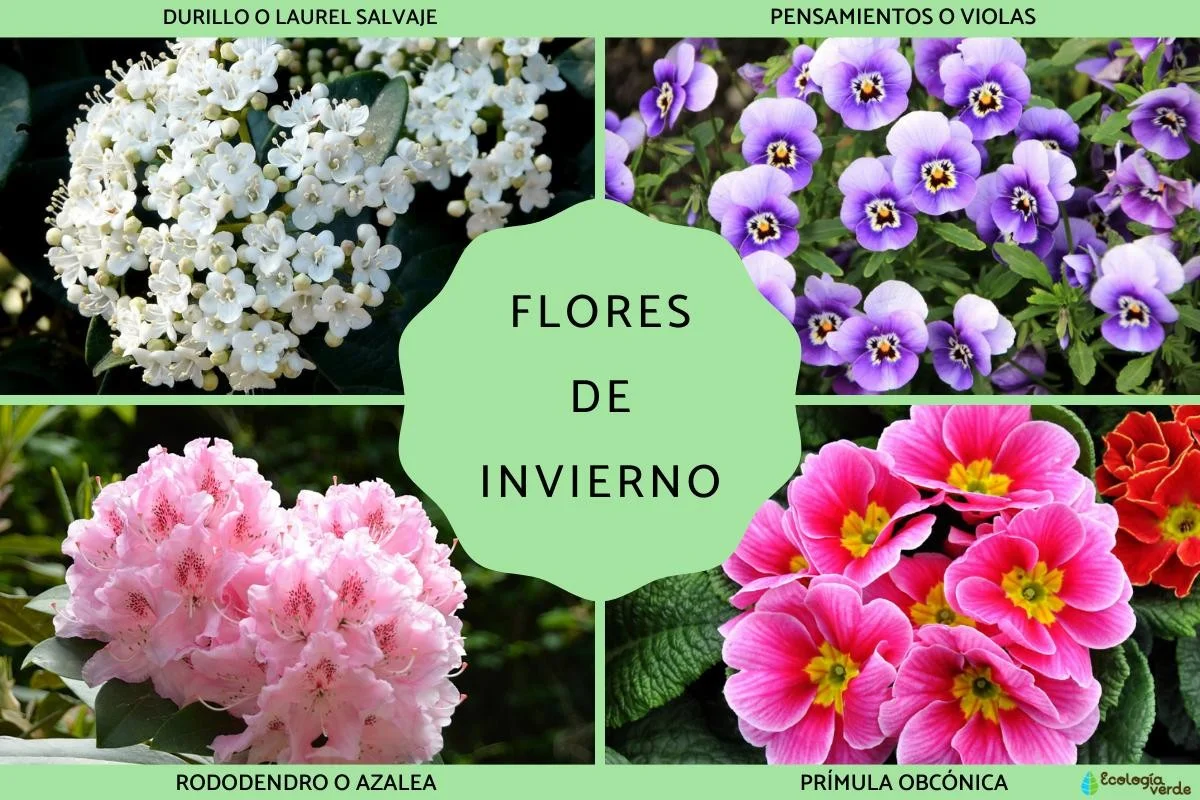 Flores que desafían el invierno: siémbralas ahora y disfruta sus pétalos todo el año - image 1