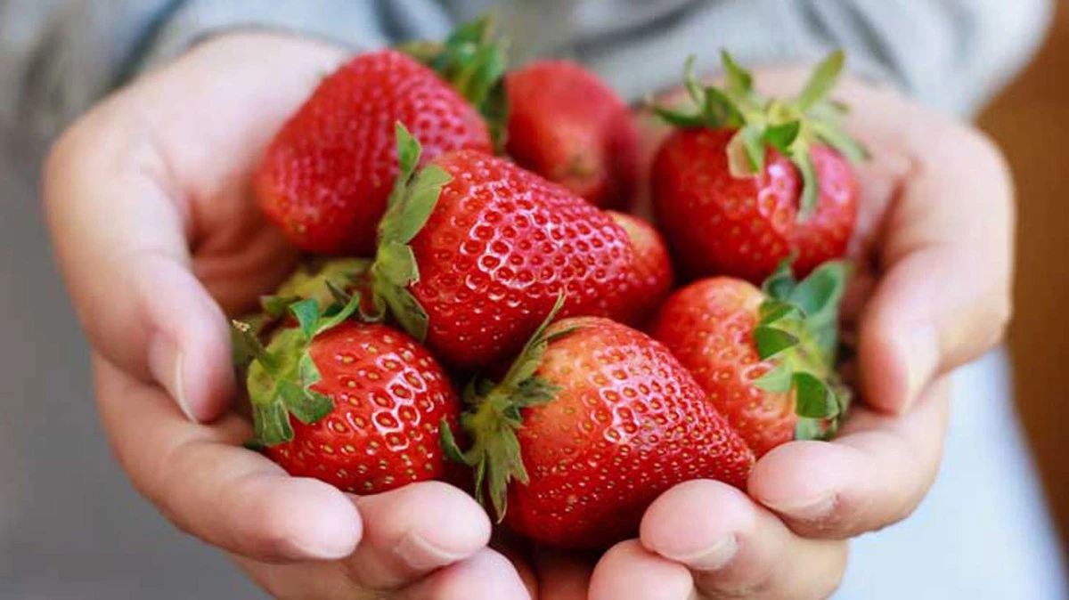 Fresas por dos semanas: el truco infalible de la entrenadora de salud - image 1