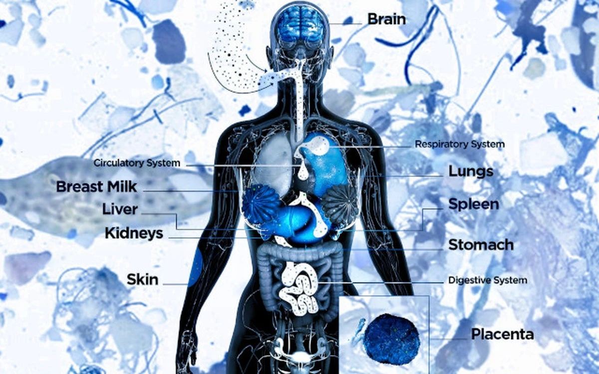 ¿Grasa o plástico? La polémica que sacude la ciencia sobre nuestro cuerpo - image 1
