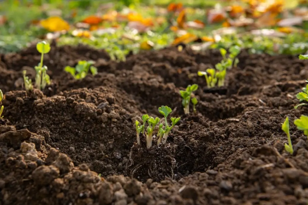 La flor clave de febrero para un jardín que robará miradas en primavera