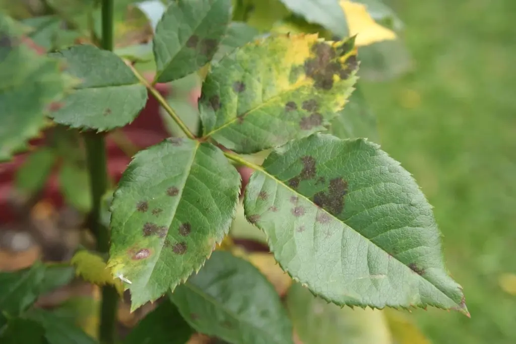 Las "manchas negras" en tus rosales: la solución ancestral que los jardineros modernos olvidan