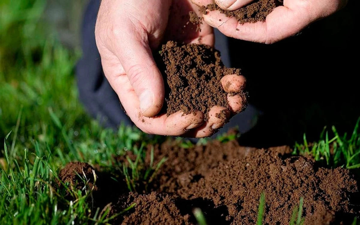 lo que las plantas te dicen sobre tu suelo (sin pruebas costosas) - image 1