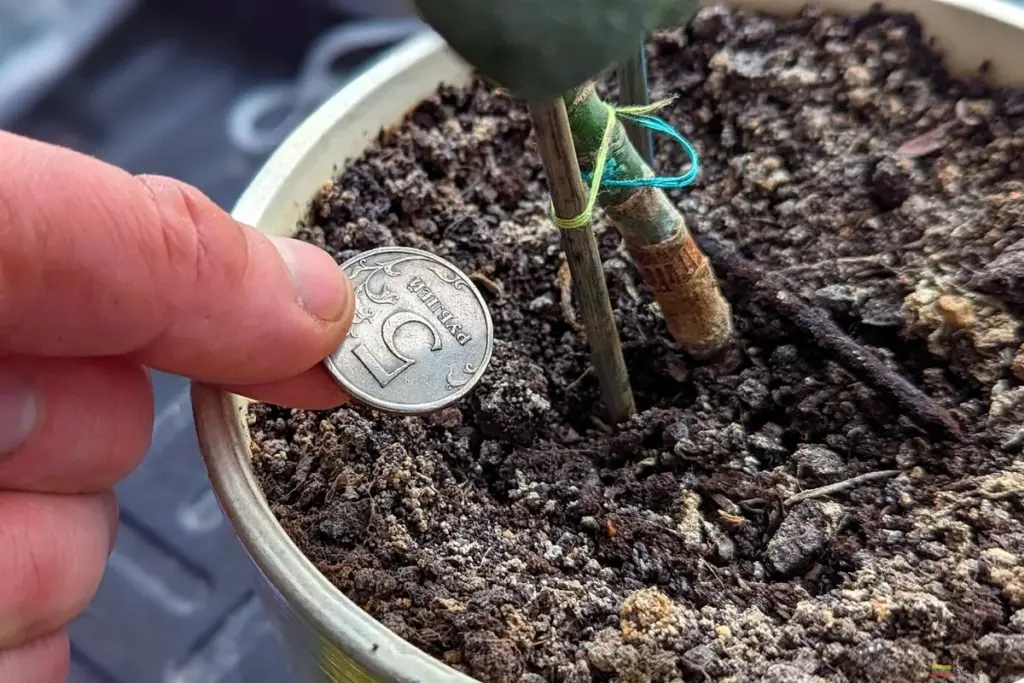 Moneda bajo esta planta: el secreto para que el dinero fluya en tu hogar