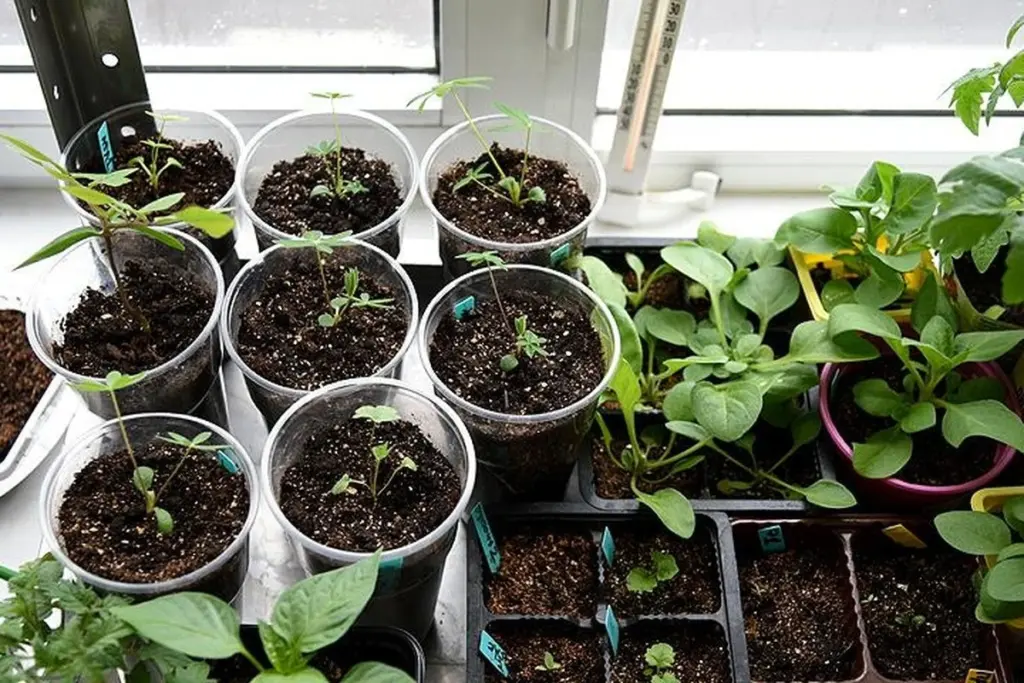 No esperes a la primavera: estos cultivos se siembran en invierno para una cosecha temprana