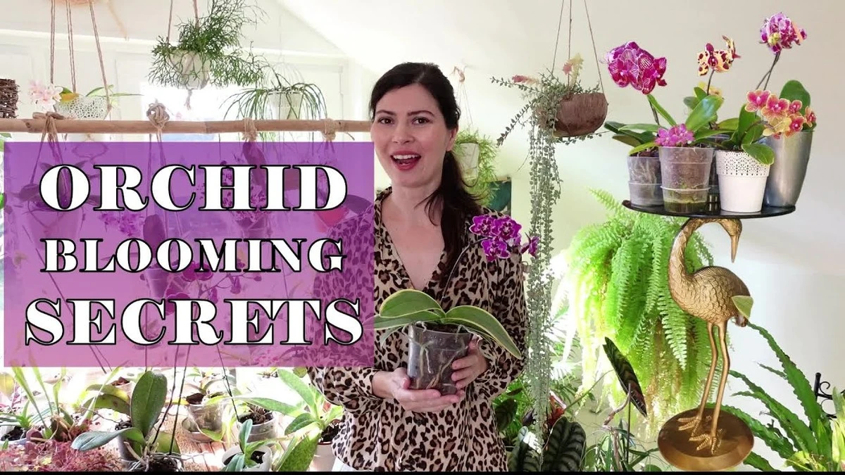 Orquídea florece tras hibernar: mi secreto con 2 dientes de ajo que te asombrará - image 1