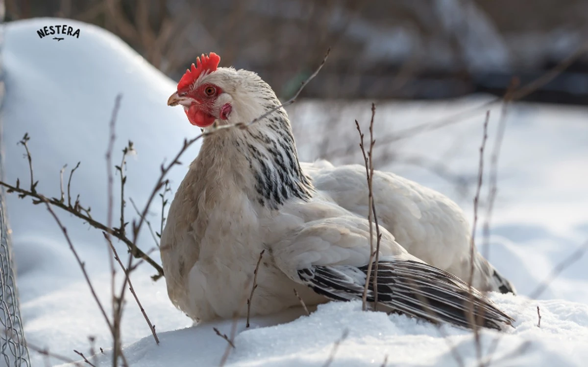 Por qué tus gallinas se apagan en invierno y cómo revivirlas en 2 minutos - image 1