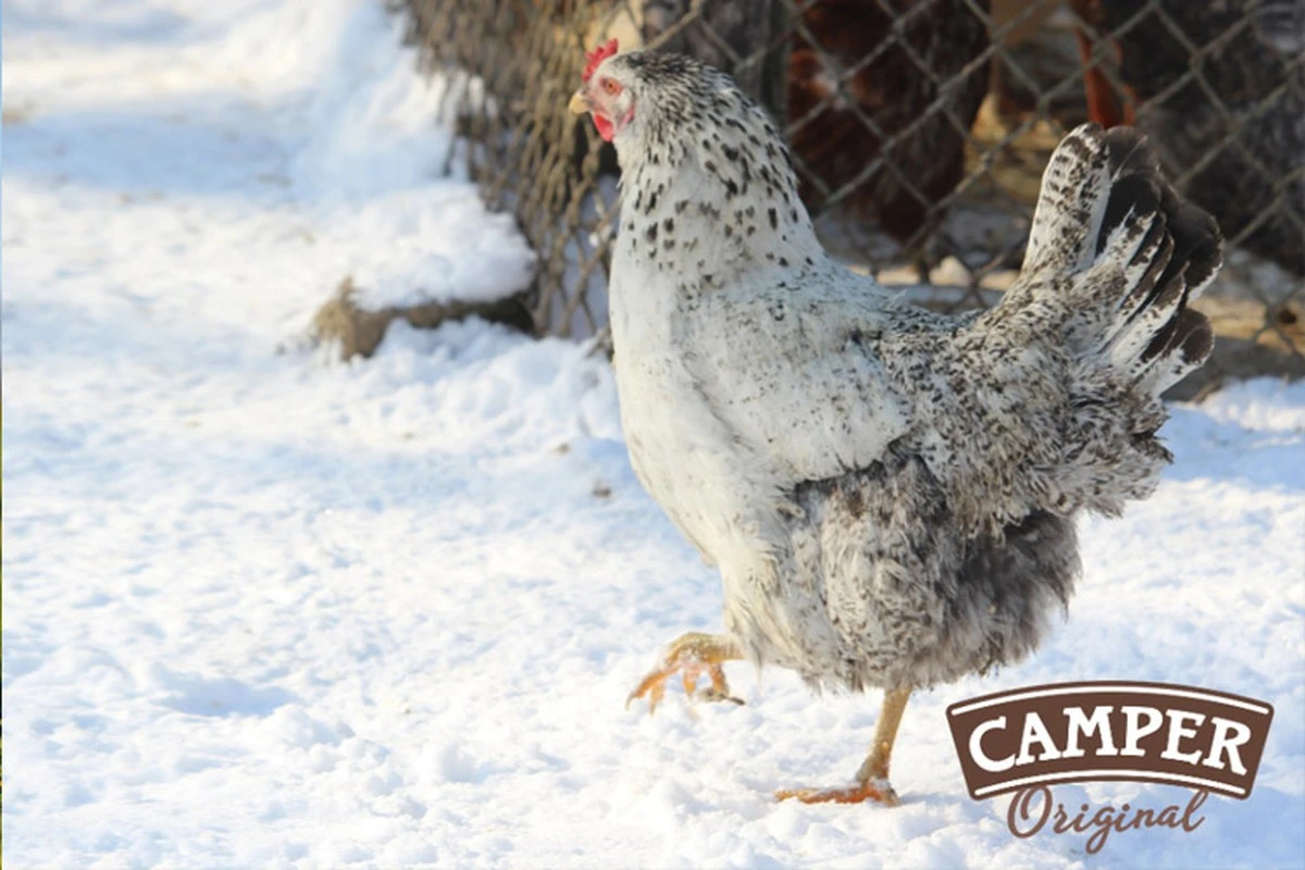Por qué tus gallinas beben menos en invierno y cómo evitar problemas graves - image 1