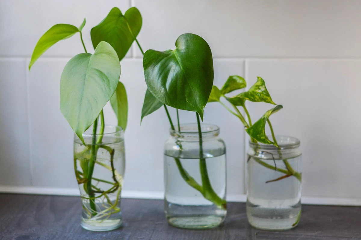 Revoluciona tu jardín: La cucharada de canela que tus plantas amarán (y tú no gastarás) - image 1