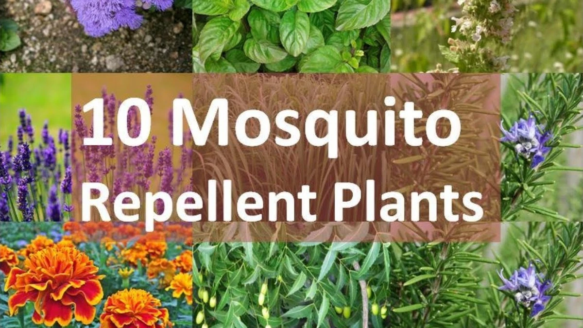 Siembra esta flor anti-mosquitos ahora: el momento clave para una terraza sin picaduras - image 1