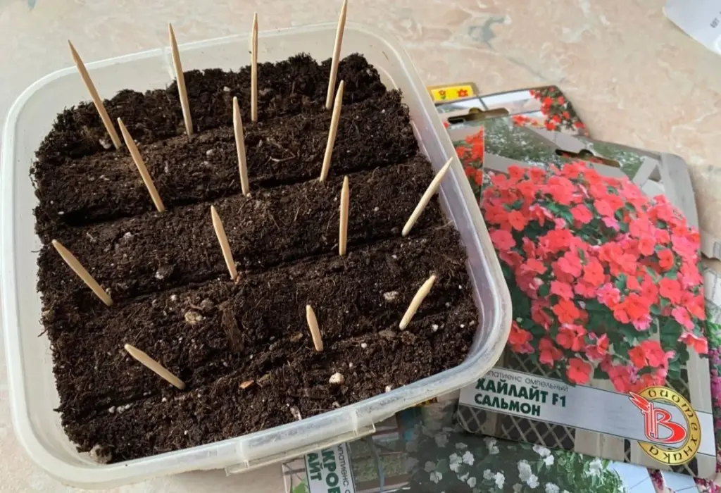 Siembra Petunias Sin Esfuerzo: El Secreto de las Palillos que Revolucionará Tu Jardín