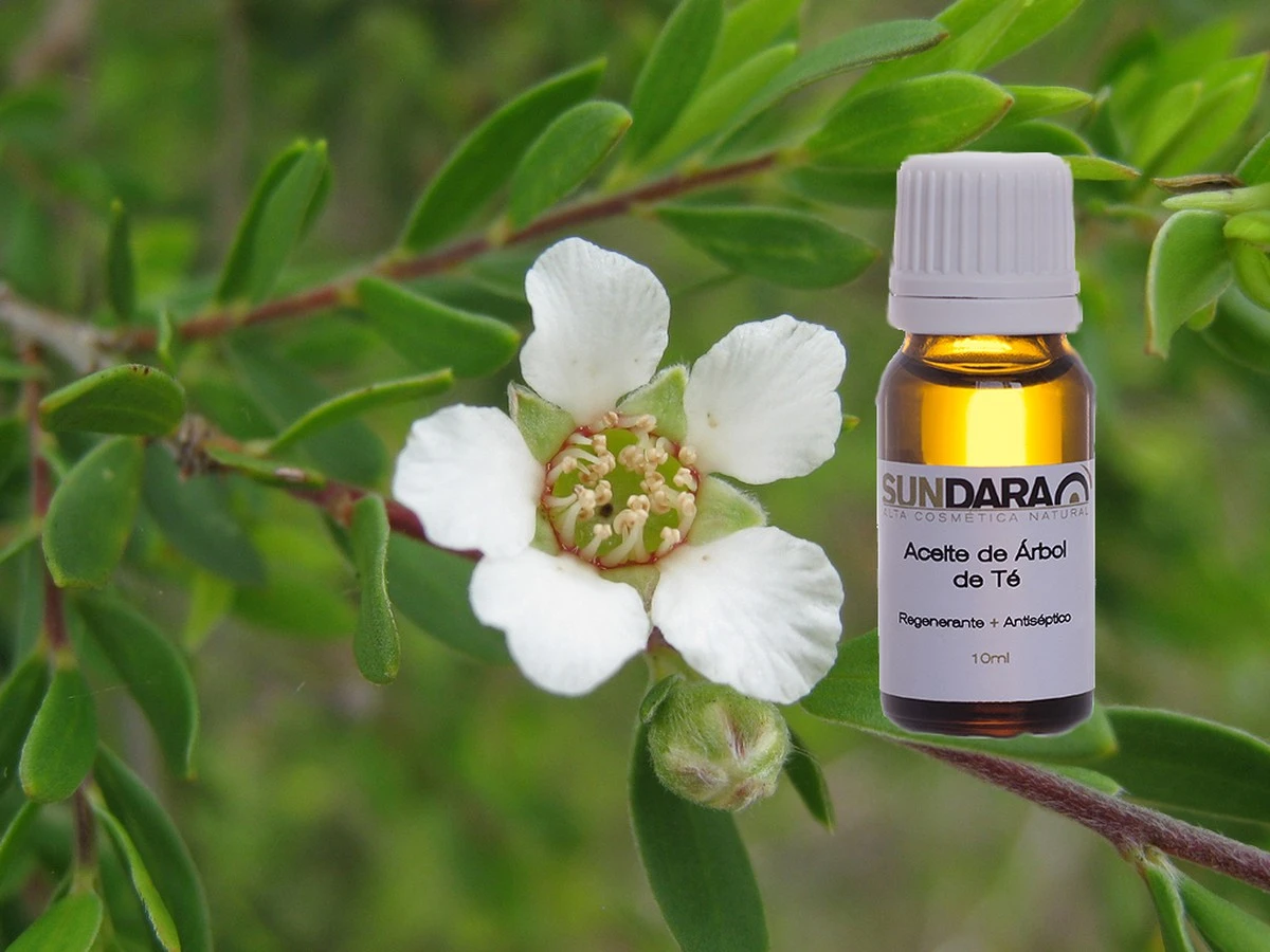 10 Usos Sorprendentes del Aceite de Árbol de Té Que Deberías Tener en Tu Botiquín - image 1