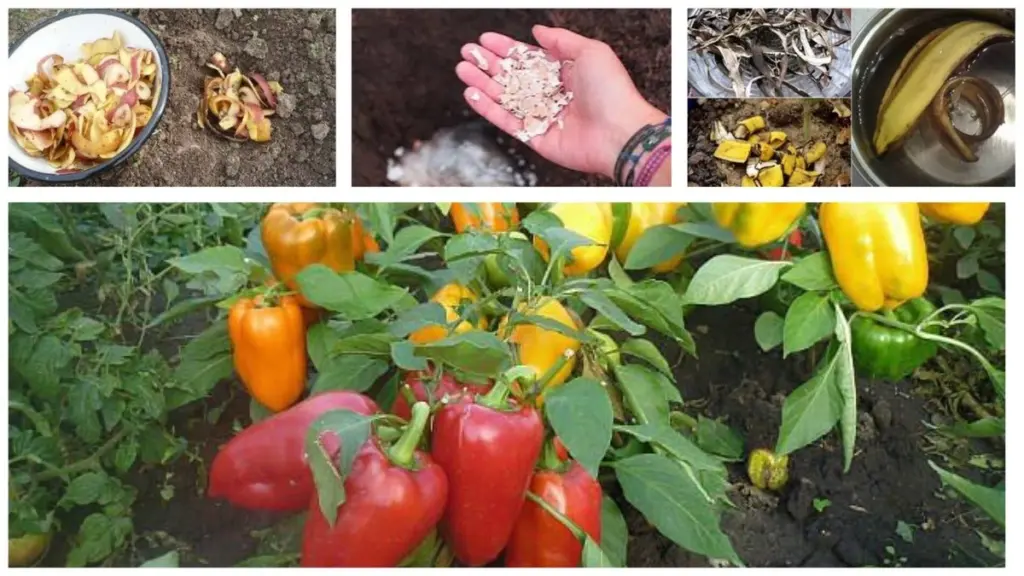 3 fertilizers from home waste for peppers; I put them in the planting holes and was amazed by the harvest