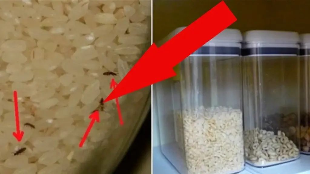 40 años protegiendo tus alimentos: clips para ropa y sujetapapeles contra insectos