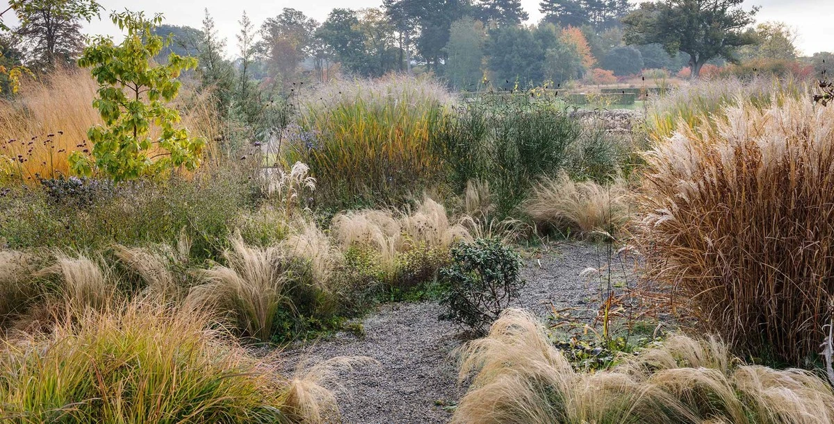 4 gramíneas que los paisajistas aman ahora para transformar cualquier jardín - image 1