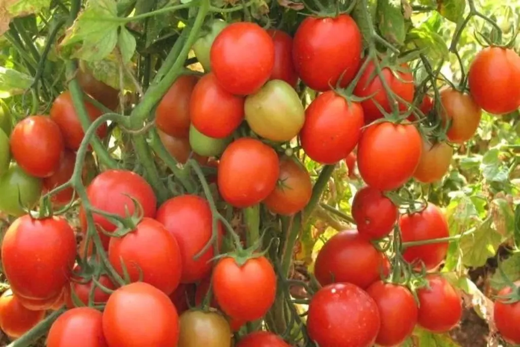 5 variedades de tomate que casi crecen solas: ¡Tu huerto fácil!