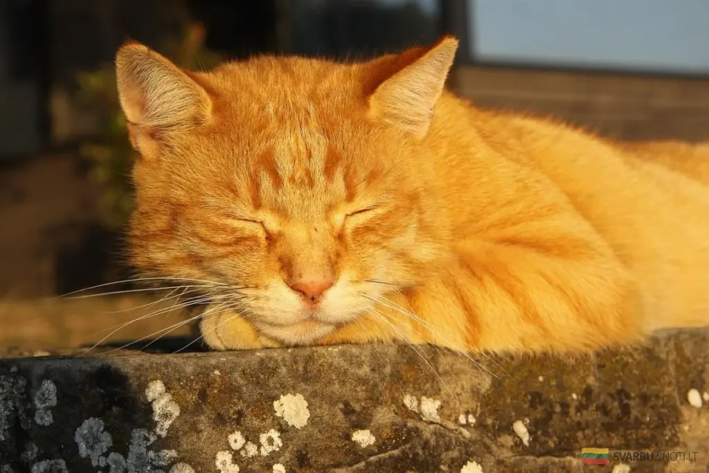 8 Razones por las que tu gato duerme tanto (y cuándo preocuparte)