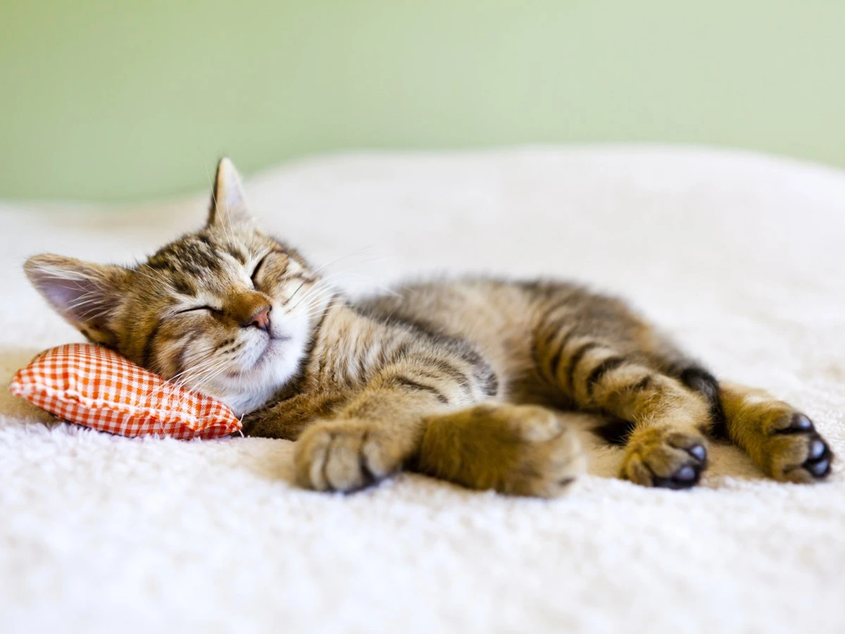 8 Razones por las que tu gato duerme tanto (y cuándo preocuparte) - image 1