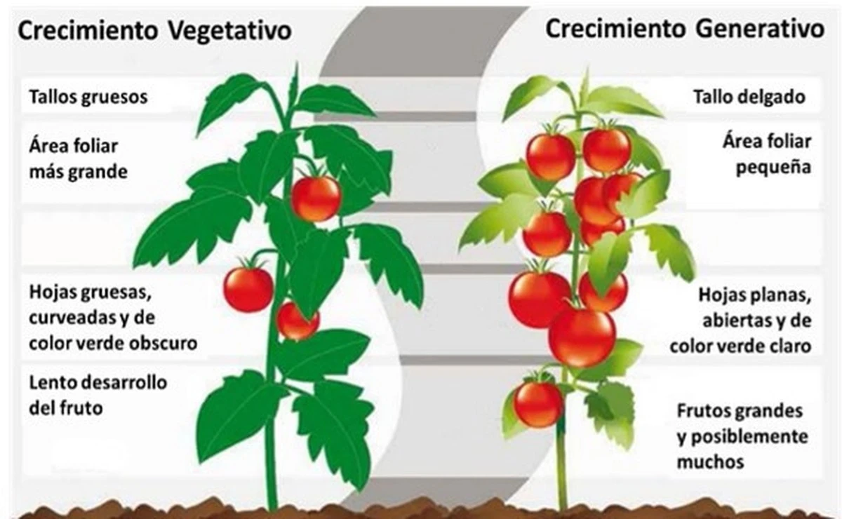 Adelanta la cosecha: 3 tomates que crecen rápido incluso para principiantes - image 1