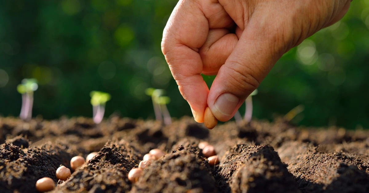 Adelántate en febrero: las verduras que puedes sembrar ahora para deslumbrar en primavera - image 1