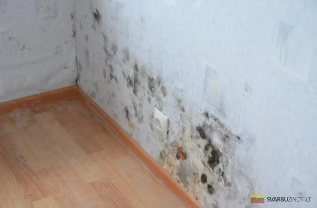 Adiós a la humedad: Truco casero para secar el aire en habitaciones mal ventiladas