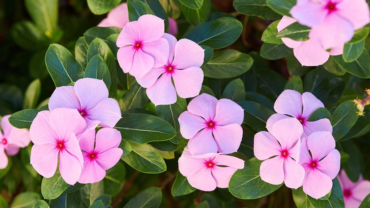 Adiós a la regadera: 4 flores perennes que te regalarán primavera sin esfuerzo - image 1