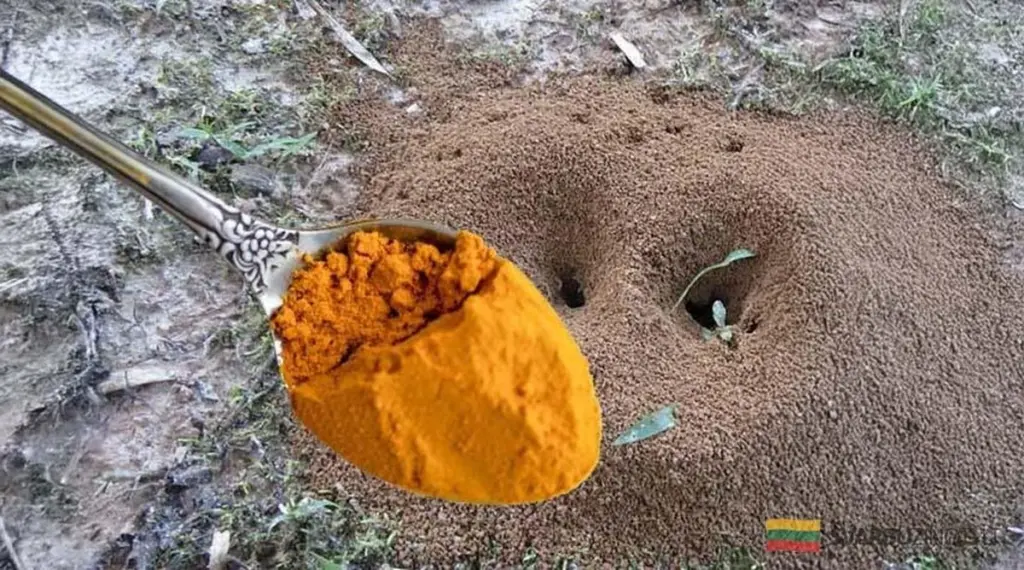 Adiós a las hormigas y pulgones en tu huerto: métodos caseros efectivos