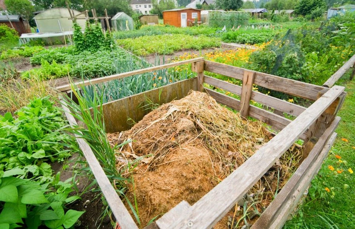 Adiós al compostaje tradicional: La técnica de abono directo al suelo que tus plantas adorarán - image 1
