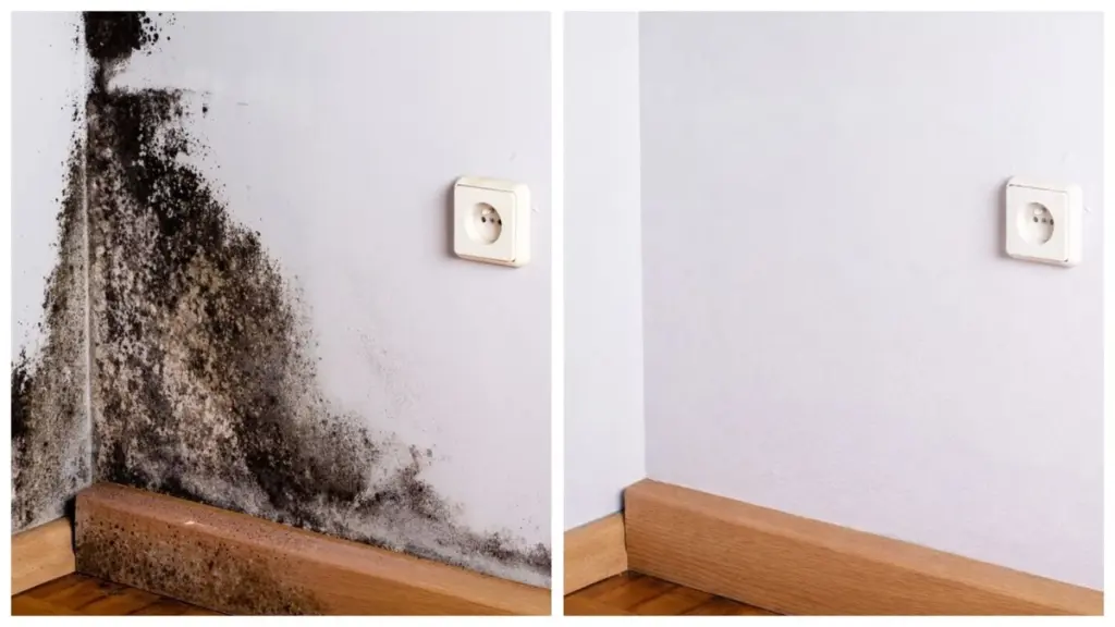 Adiós al moho negro: la solución casera que elimina la humedad sin químicos