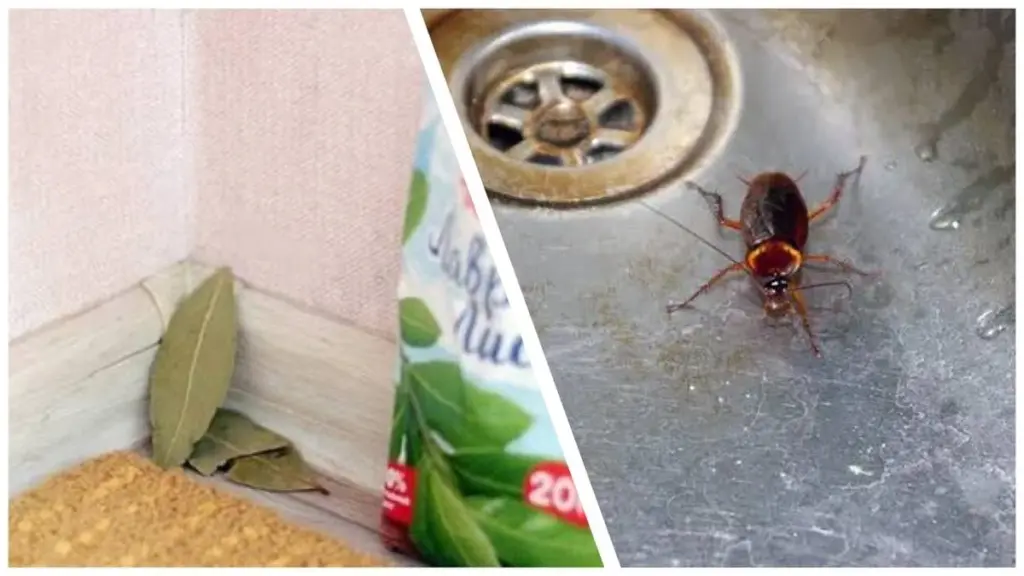 Adiós a los insectos: coloca hojas de laurel en las esquinas de tu casa y verás la magia