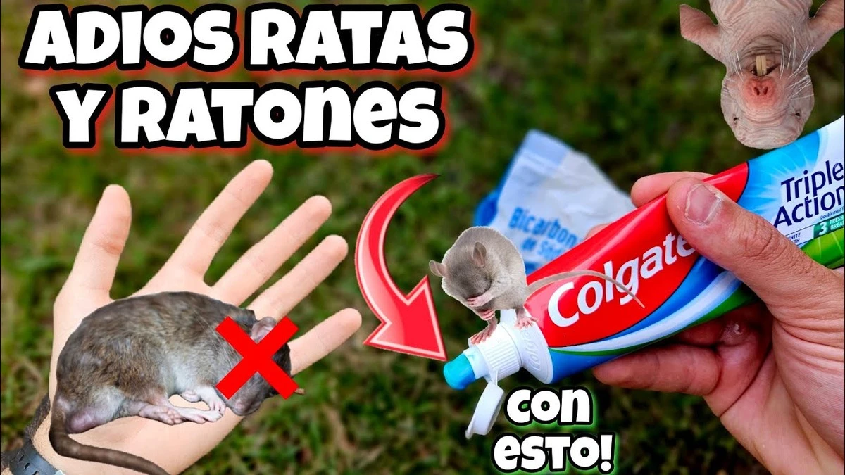 Adiós a los ratones: el truco casero que los hará huir como alma que lleva el diablo - image 1