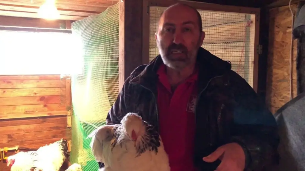 Adiós al picoteo de huevos: el truco inédito del tenis que tus gallinas amarán