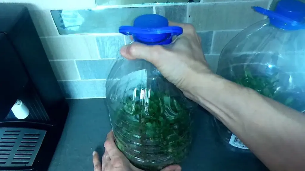 Botellas de plástico: El secreto de oro para tus plantones.