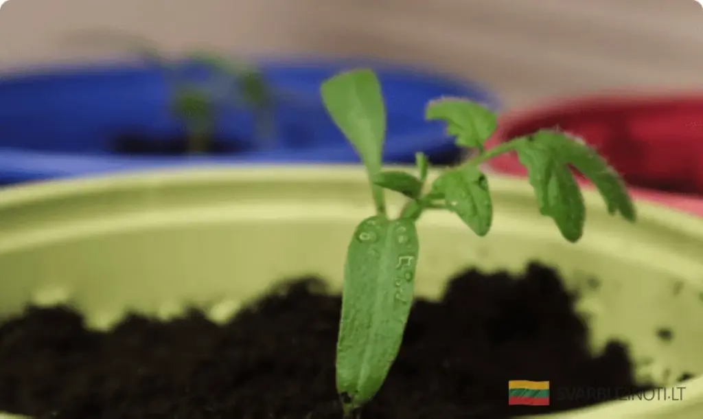 Calendario Lunar 2026: Las fechas exactas para sembrar tus tomates y multiplicar tu cosecha